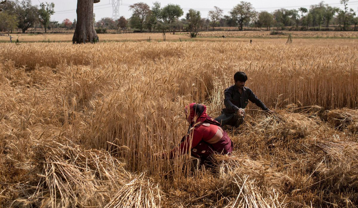 Harvest wheat